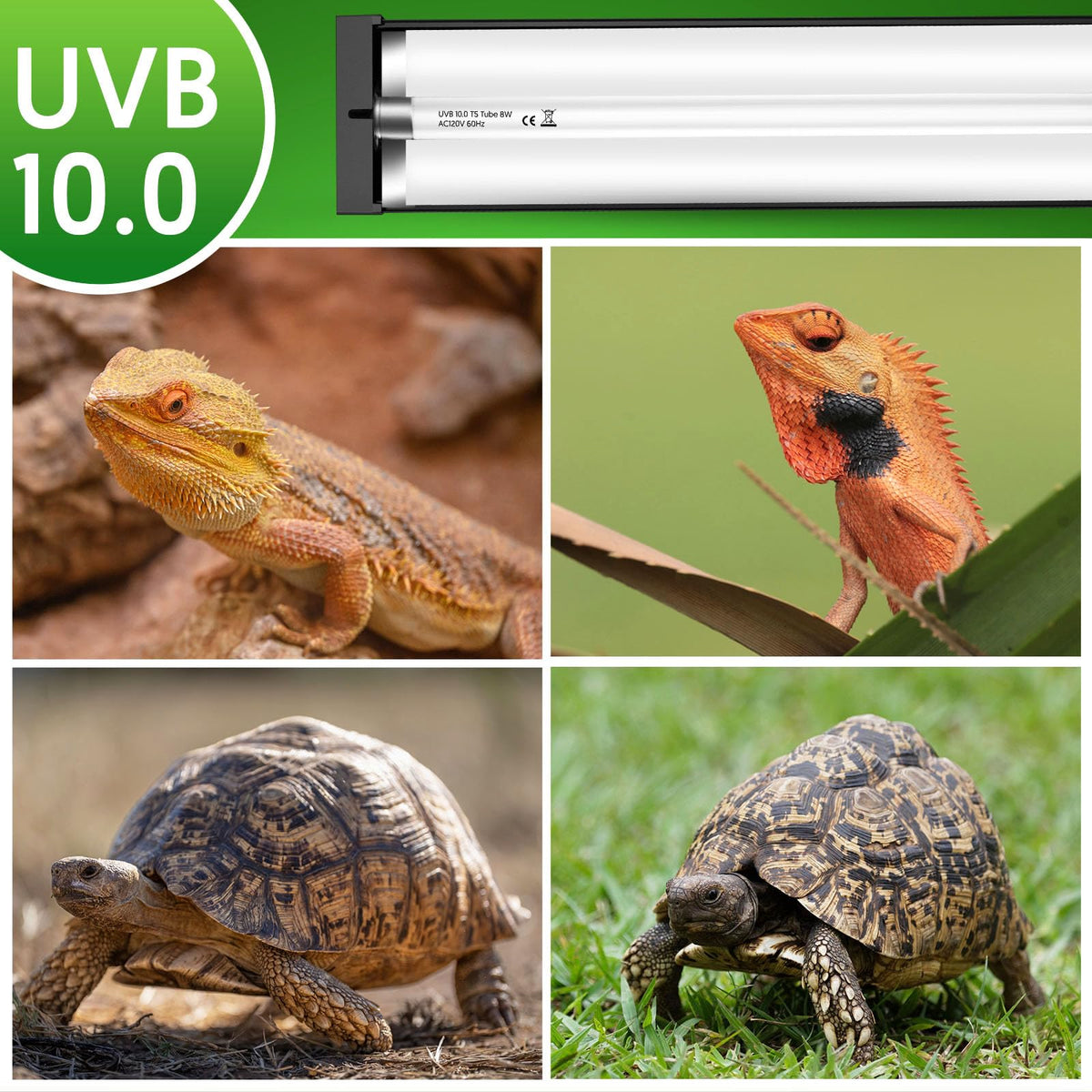 8W UVB Reptile Light Fixture Combo Kit B979885