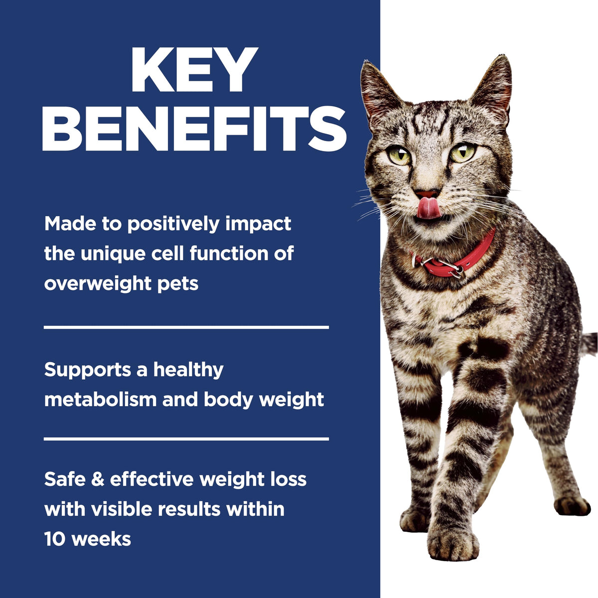 Adult Perfect Weight Dry Cat Food J8077